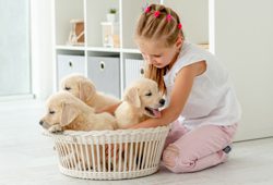 Puppy Chow Lite - Image 3